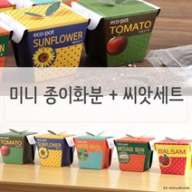 미니 씨앗세트 키우기쉬운식물 페이퍼화분, 종류/메세지콩
