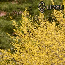 산수유나무 산수유 묘목 유실수 나무언니, R3cm 개화주 분묘