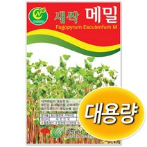 대용량 새싹메밀 500g 새싹씨앗 (C0374)