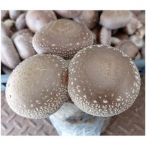 표고버섯 배지 1+1 키우기 키트 재배 배양 종균 키드 무농약 친환경 농장 집에서 아이와 버섯 기르기 학교 놀이방 어린이집 유치원 복지관 자연 체험학습 참나무톱밥 대량주문문의환영
