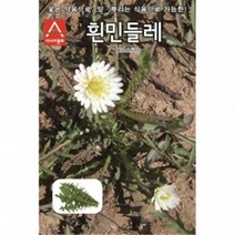 (아시아종묘/민속채소씨앗종자) 흰민들레 재래종(50립), 1개