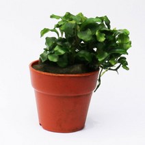 [미미네아쿠아]부세파란드라 웨이비그린[바보사랑], 단일속성