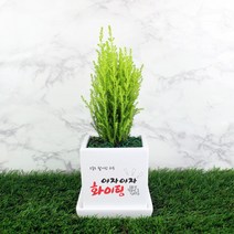 그린조아 맞춤 메세지 실내 공기정화식물 특별한 선물 화분 금전수 천냥금 스투키 행운목 율마 테이블야자 홍콩야자 금사철 페라고늄 산세베리아 크루시아 아몬드페페 호야, 멜라닌고무나무, 쇼핑백O