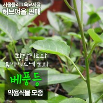 배풍등(황달치료/류마티스에효과) 모종, 20개