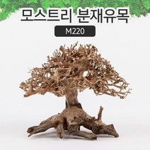 모스트리 분재유목 M220 모스 활착 수족관 레이아웃 수조