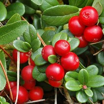 같이가치농원 크랜베리나무 묘목 (삽목1년포트묘), 1개