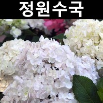 정원수국(엔들레스썸머) 블러싱브라이드 개화주 3L화분 1개/나무 묘목/꽃나무/정원용