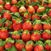 일곱시 김천 설향 딸기 하우스 수경재배, 특 / 800g / 30과