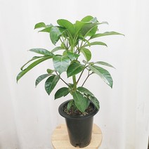 하늘꽃농원 알파인 대엽 홍콩야자 키우기쉬운 식물 공기정화식물, 1개