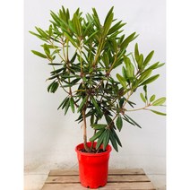 60~90cm 만병초 대품 599, 1개