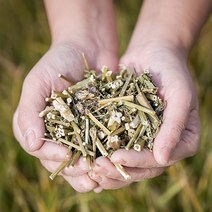 봉래 국산 곽향 배초향 방아풀 200g/한방/건강/약초/약재 식품 > 건강식품 전통건강식품 기타전통건강식품/한방재료, 200g, 1″ class=”wr-img”></a></div></p></div></p></div></p></div><div class=