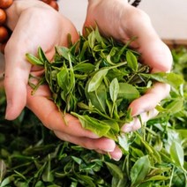 프래그런스오일 그린티 (영국) 100ML 디퓨저 오일향수 소이캔들 01