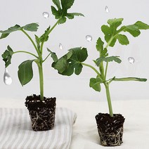 흑피애플수박 모종 가정원예용 베란다 옥상 재배, 흑피애플수박모종20주