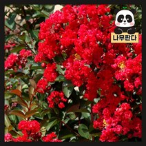 (나무판다) 배롱나무(목백일홍) 묘목 다이너마이트 5치포트, 1개