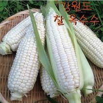 2023년 청원농산 햇옥수수 찰옥수수 10개 20개 30개, 1개