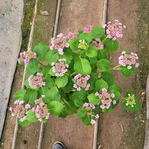 가지마다 꽃송이 도피오아주르 수국 18cm포트 대품 꽃과정원이야기 꽃송이가 점점 커져요