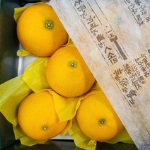 탱글 탱글 제주도 황금향 선물 세트 추석 과일 선물 세트, 1개, 5kg중과(17~25과)