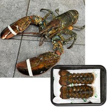 꿀꿀도매 갓프레시 랍스터테일 2미 220g 활 랍스터 500g-1kg, 활 랍스터 칙스 500g x 10미