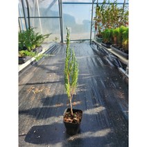 (예약상품) 2023년 봄시즌 블루애로우 7cm 포트 예약구매