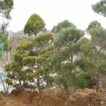 [가산원예조경] 소나무 육송 2년생(포트) 20주묶음, 1개