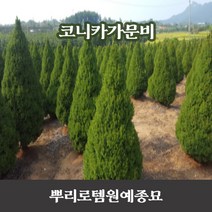 뿌리로템원예종묘_코니카가문비 삽목2년털이묘 / p9포트 / 키40~50cm화분 정원수 묘목, P9포트(키30cm이내)