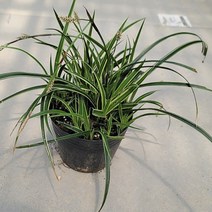 사초 아이스댄스 상록사초 18cm포트 야생화 정원 화단 꽃, 1개