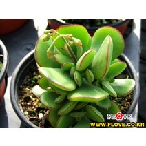 파필라리스
