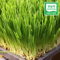 수정바이오팜 무농약 밀싹 밀순 밀새싹 주스 녹즙 생즙 클렌즈 쥬스 새싹 야채즙 재료, 새싹보리, 600g