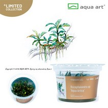 [아쿠아아트] 부세파란드라 아쿠아아티카 무균수초