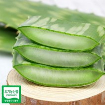 알로에 사포나리아 생잎 5키로, 1