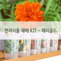 SXR408616키우기쉬운 반려식물 미니화분 재배 세트 메리골드
