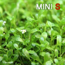 수초-티그마 2잎 10뿌리-낮게 퍼지는 전경용 어항식물/헬로아쿠아