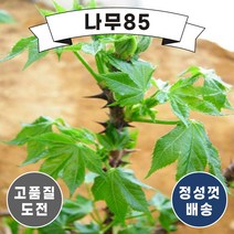 (나무85) 엄나무 민엄나무 묘목, 민엄나무 근삽1년