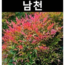 남천 키40~60cm 5개/나무 묘목/활엽수/정원용