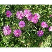 지피식물 사철채송화(송엽국) 포트묘 적색/노랑, 사철채송화(송엽국) 포트묘 적색 / 20주