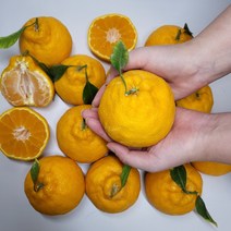 제주 한라봉 14브릭스 고당도 5kg 택배 가정용 제주도 제철 과일 할라봉, 5kg 소중과