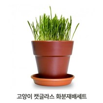 고양이풀 1P 화분세트 귀리씨앗 캣그라스 키우기, 1, 본상품선택