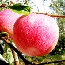 닷꿀 착한사과 닷꿀사과 착한가격 30년농가 충주사과 착한농가, 부사 5kg 소과 (23과내외)