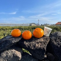 과육이 풍부한 제주 천혜향 (산지직송/2kg/3kg/5kg), 소과 2kg (가정용)