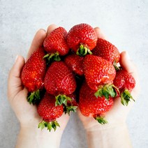 당일수확 고당도 프리미엄 고령 설향 딸기, 2팩 1.6kg 내외) (70구 내외)