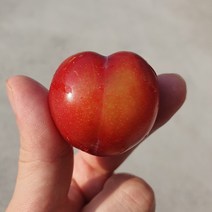 국내산 하트 대석자두 2kg