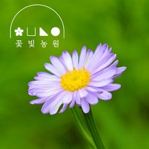 꽃빛농원 벌개미취 3치포트 보라색 국화꽃 모종, 1개