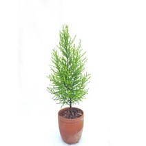 율마 Cupressus macrocarpa 공기정화식물 인테리어 플랜테리어 서비내 무호화훼 서비야드플라워 서비야드플라워아울렛 일산화원