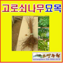 (D소망)고로쇠나무묘목(고로쇠단풍) 실생2년 10그루