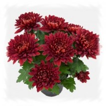 [어린모종]국화(포트멈중륜) : 8cm분, 비도레드, 1개
