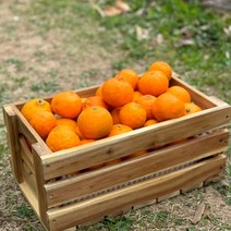 제주도 농장직송 과일 만감류 고당도 카라향, (정품) 5kg, 1개
