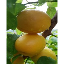 향수묘목농원 살구 나무 - 하코트 1년생묘목 화분에 담아발송, 1개