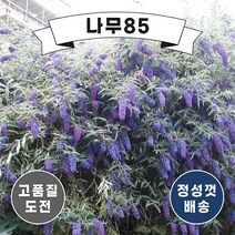 (나무85) 붓들레아 6치 포트, 엠파이어블루 6치 포트