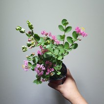 야생화 목백일홍 소품 배롱나무, 1개