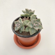 그린플랜트 다육식물 고스티 1+1